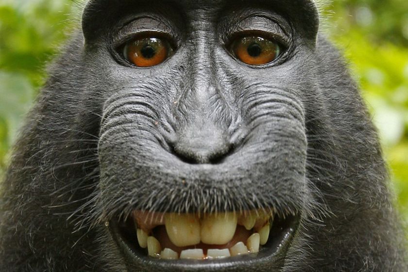 selfie aap kan copyright op foto niet claimen